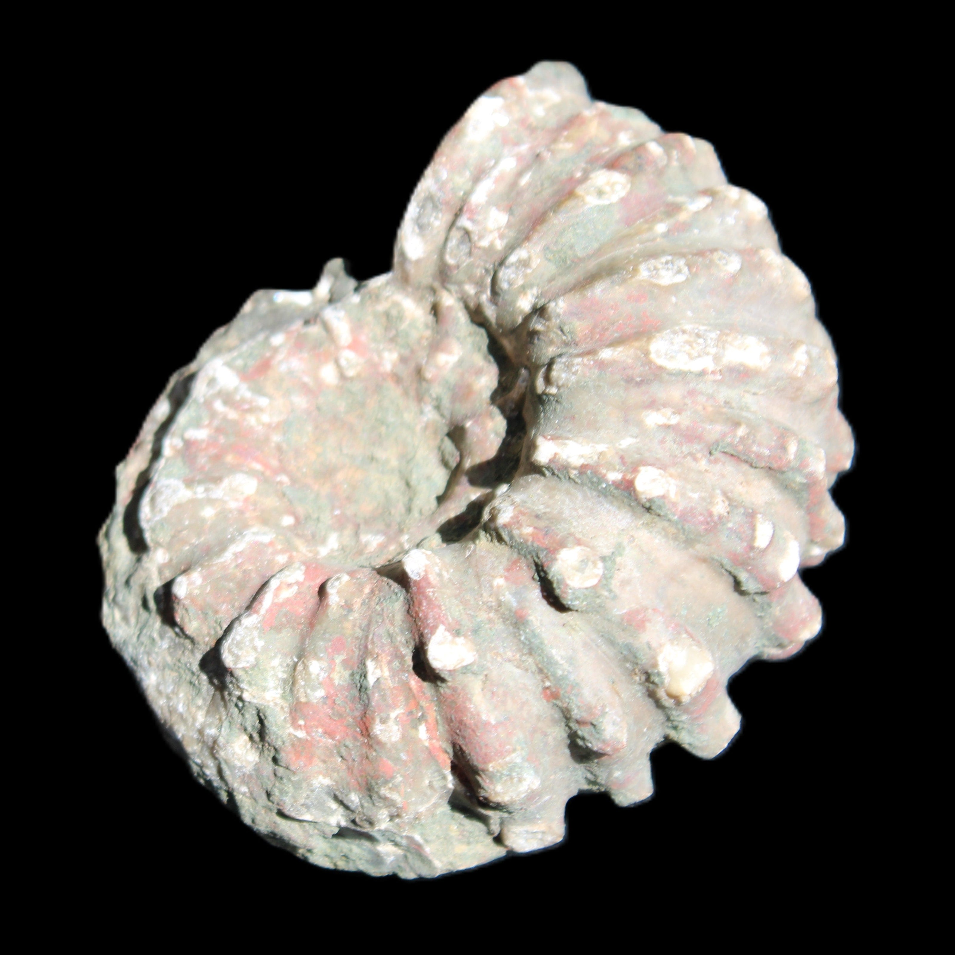 Cretaceous Ammonite from Madagascar 56*47*30mm 79g in sunlight - Rocks and Things Store