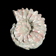 Cretaceous Ammonite from Madagascar 56*47*30mm 79g in sunlight - Rocks and Things Store