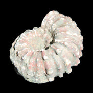 Cretaceous Ammonite from Madagascar 56*47*30mm 79g in sunlight - Rocks and Things Store