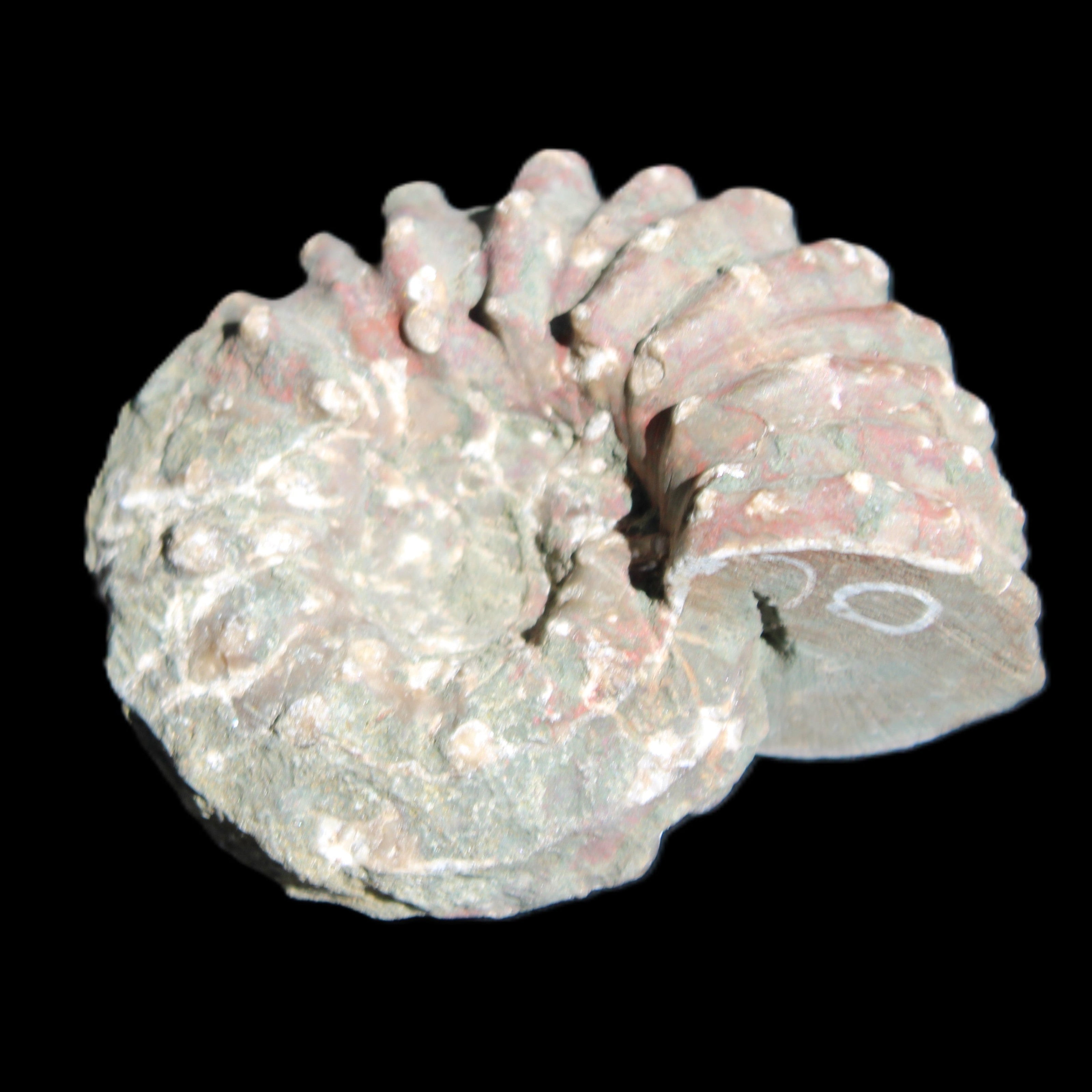 Cretaceous Ammonite from Madagascar 56*47*30mm 79g in sunlight - Rocks and Things Store