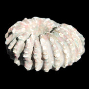 Cretaceous Ammonite from Madagascar 56*47*30mm 79g in sunlight - Rocks and Things Store