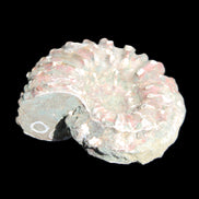 Cretaceous Ammonite from Madagascar 56*47*30mm 79g in sunlight - Rocks and Things Store