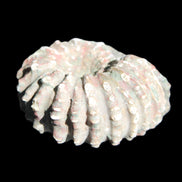 Cretaceous Ammonite from Madagascar 56*47*30mm 79g in sunlight - Rocks and Things Store