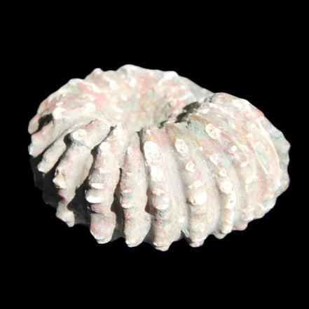 Cretaceous Ammonite from Madagascar 56*47*30mm 79g in sunlight - Rocks and Things Store