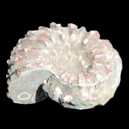 Cretaceous Ammonite from Madagascar 56*47*30mm 79g in sunlight - Rocks and Things Store