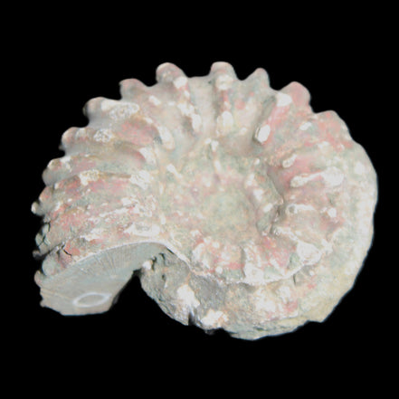 Cretaceous Ammonite from Madagascar 56*47*30mm 79g in sunlight - Rocks and Things Store