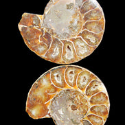 Jurassic Ammonite from Madagascar split pair 54*44*10mm 32/35g in sunlight - Rocks and Things Store