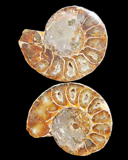 Jurassic Ammonite from Madagascar split pair 54*44*10mm 32/35g in sunlight - Rocks and Things Store