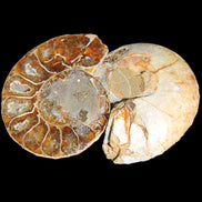 Jurassic Ammonite from Madagascar split pair 54*44*10mm 32/35g in sunlight - Rocks and Things Store