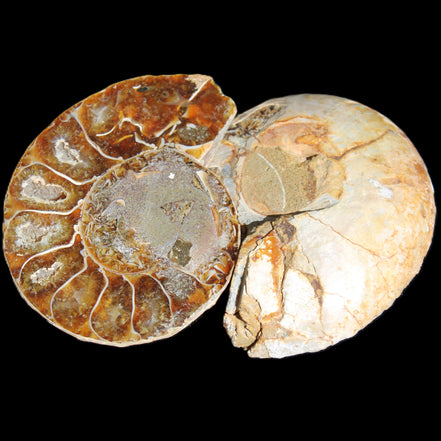 Jurassic Ammonite from Madagascar split pair 54*44*10mm 32/35g in sunlight - Rocks and Things Store