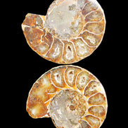 Jurassic Ammonite from Madagascar split pair 54*44*10mm 32/35g in sunlight - Rocks and Things Store