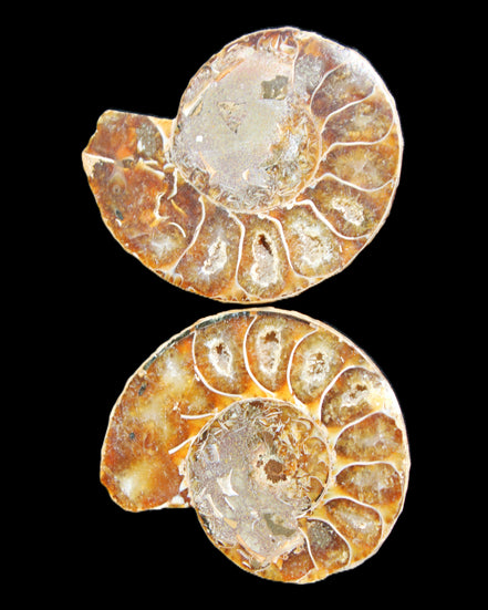 Jurassic Ammonite from Madagascar split pair 54*44*10mm 32/35g in sunlight - Rocks and Things Store