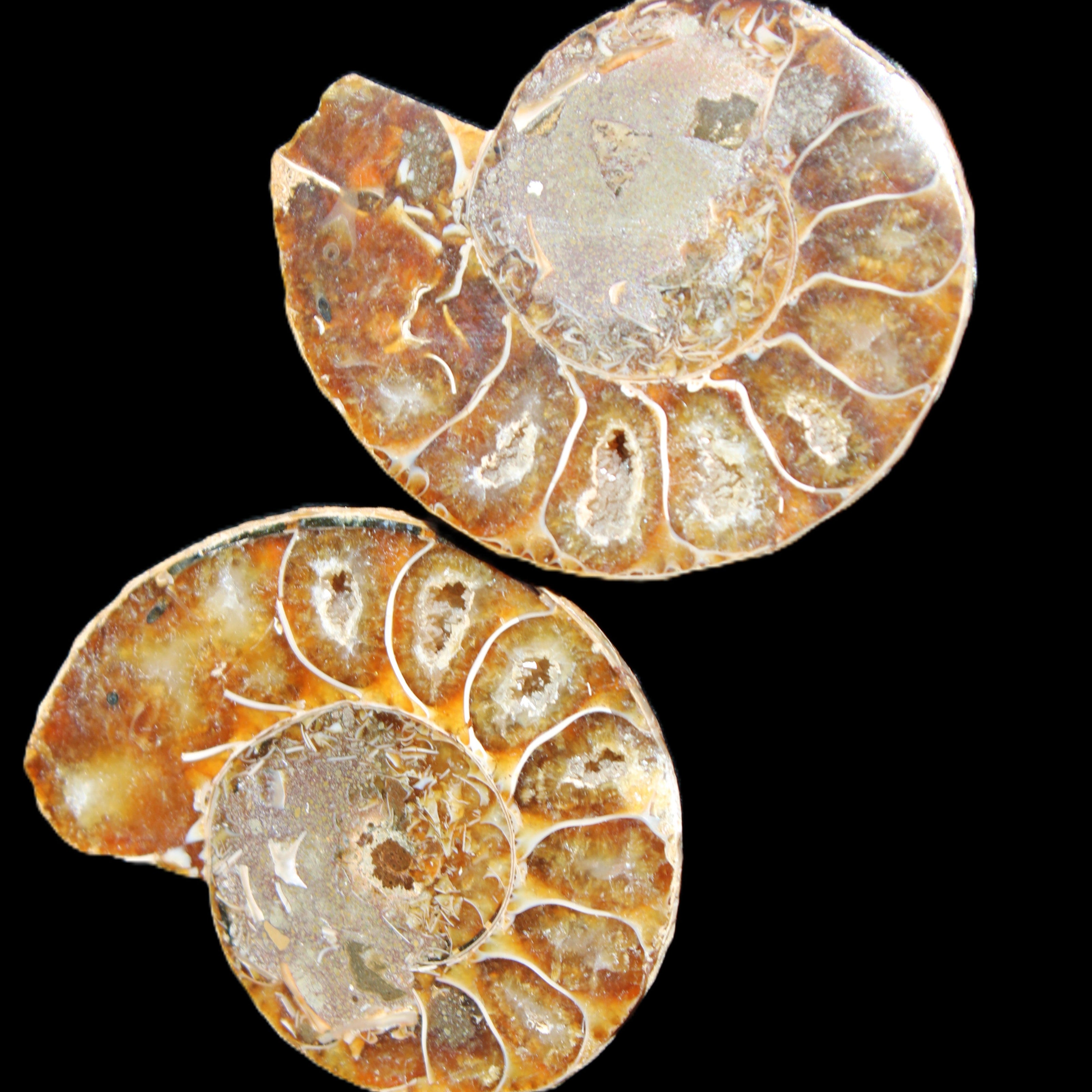 Jurassic Ammonite from Madagascar split pair 54*44*10mm 32/35g in sunlight - Rocks and Things Store