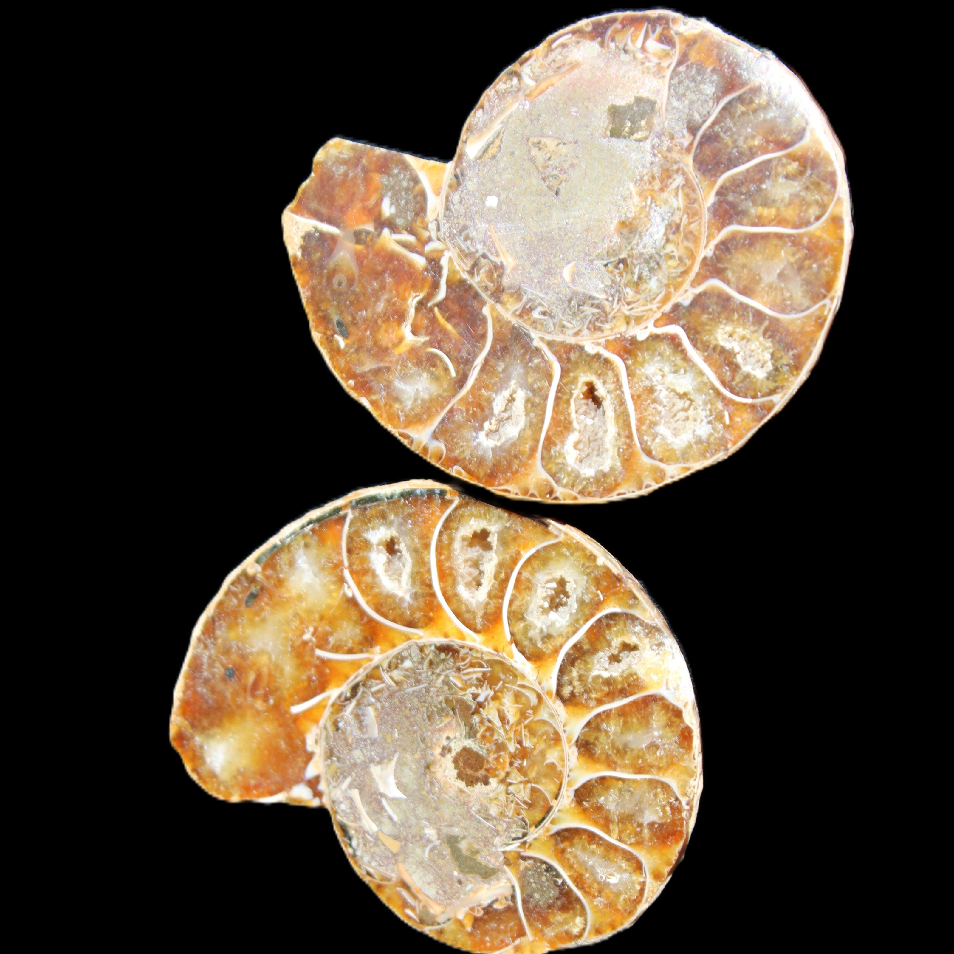 Jurassic Ammonite from Madagascar split pair 54*44*10mm 32/35g in sunlight - Rocks and Things Store