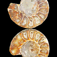 Jurassic Ammonite from Madagascar split pair 54*44*10mm 32/35g in sunlight - Rocks and Things Store