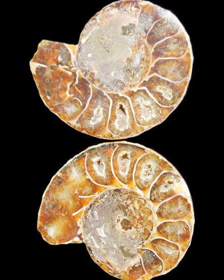 Jurassic Ammonite from Madagascar split pair 54*44*10mm 32/35g in sunlight - Rocks and Things Store