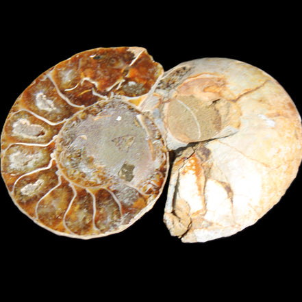 Jurassic Ammonite from Madagascar split pair 54*44*10mm 32/35g in sunlight - Rocks and Things Store