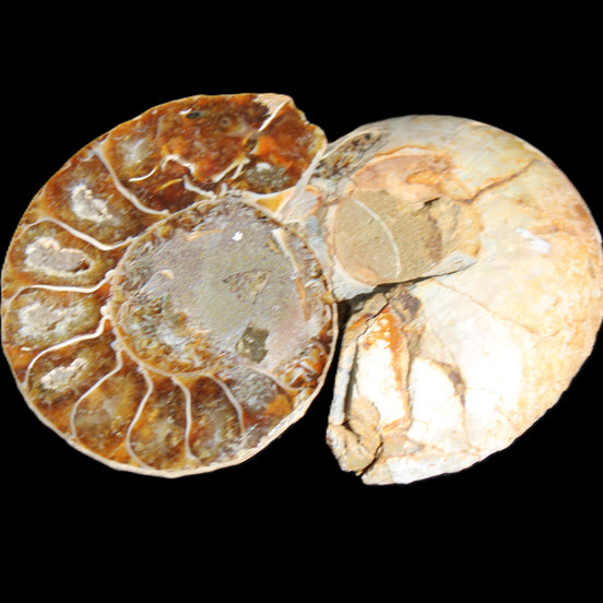 Jurassic Ammonite from Madagascar split pair 54*44*10mm 32/35g in sunlight - Rocks and Things Store