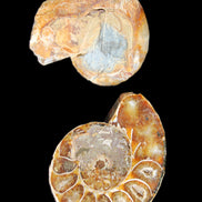 Jurassic Ammonite from Madagascar split pair 54*44*10mm 32/35g in sunlight - Rocks and Things Store