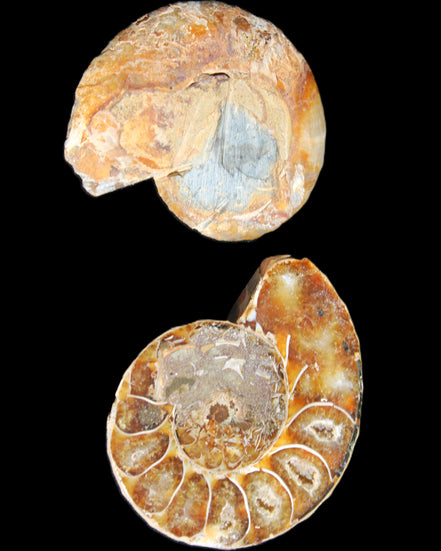 Jurassic Ammonite from Madagascar split pair 54*44*10mm 32/35g in sunlight - Rocks and Things Store