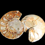 Jurassic Ammonite from Madagascar split pair 54*44*10mm 32/35g in sunlight - Rocks and Things Store