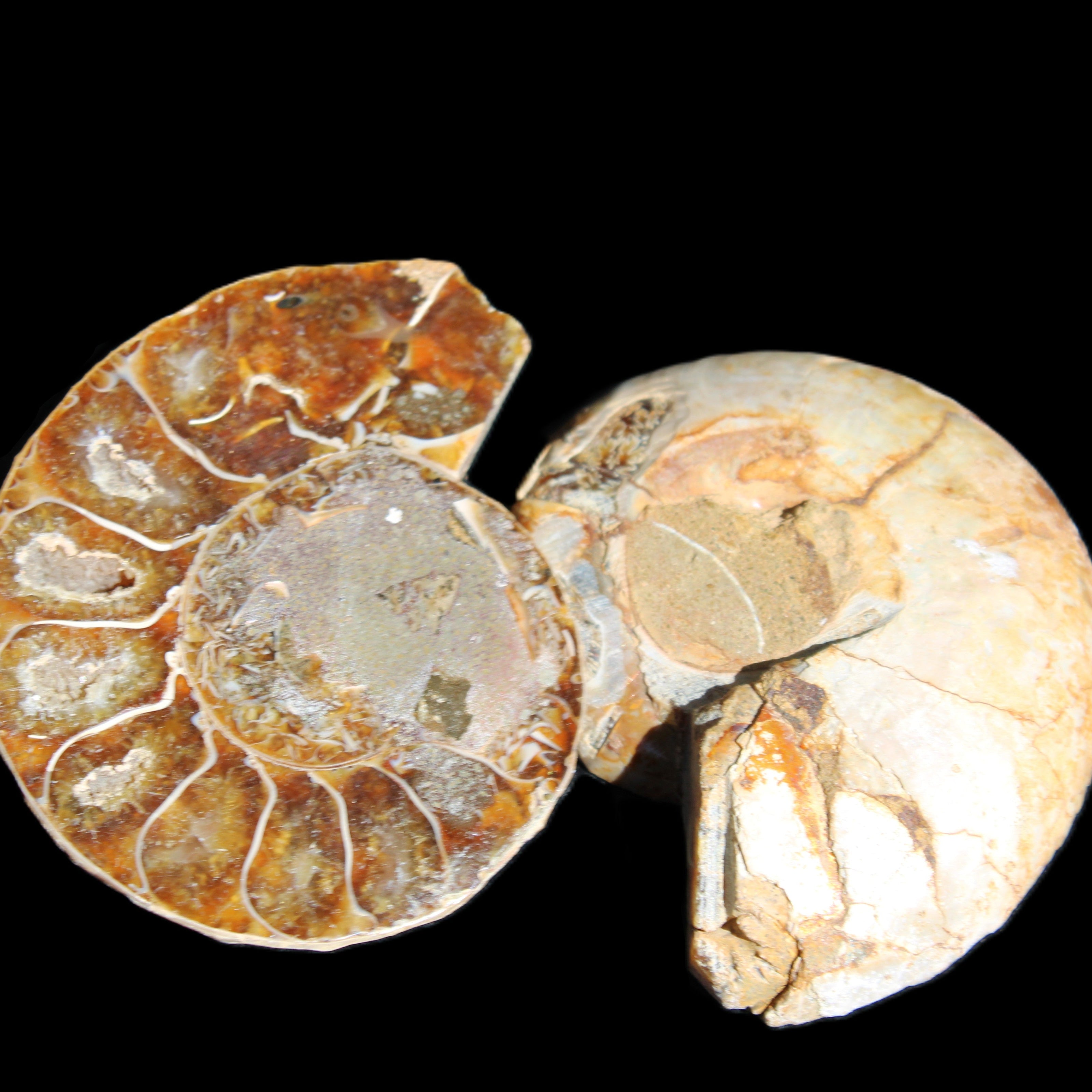 Jurassic Ammonite from Madagascar split pair 54*44*10mm 32/35g in sunlight - Rocks and Things Store