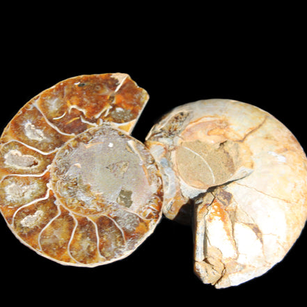 Jurassic Ammonite from Madagascar split pair 54*44*10mm 32/35g in sunlight - Rocks and Things Store