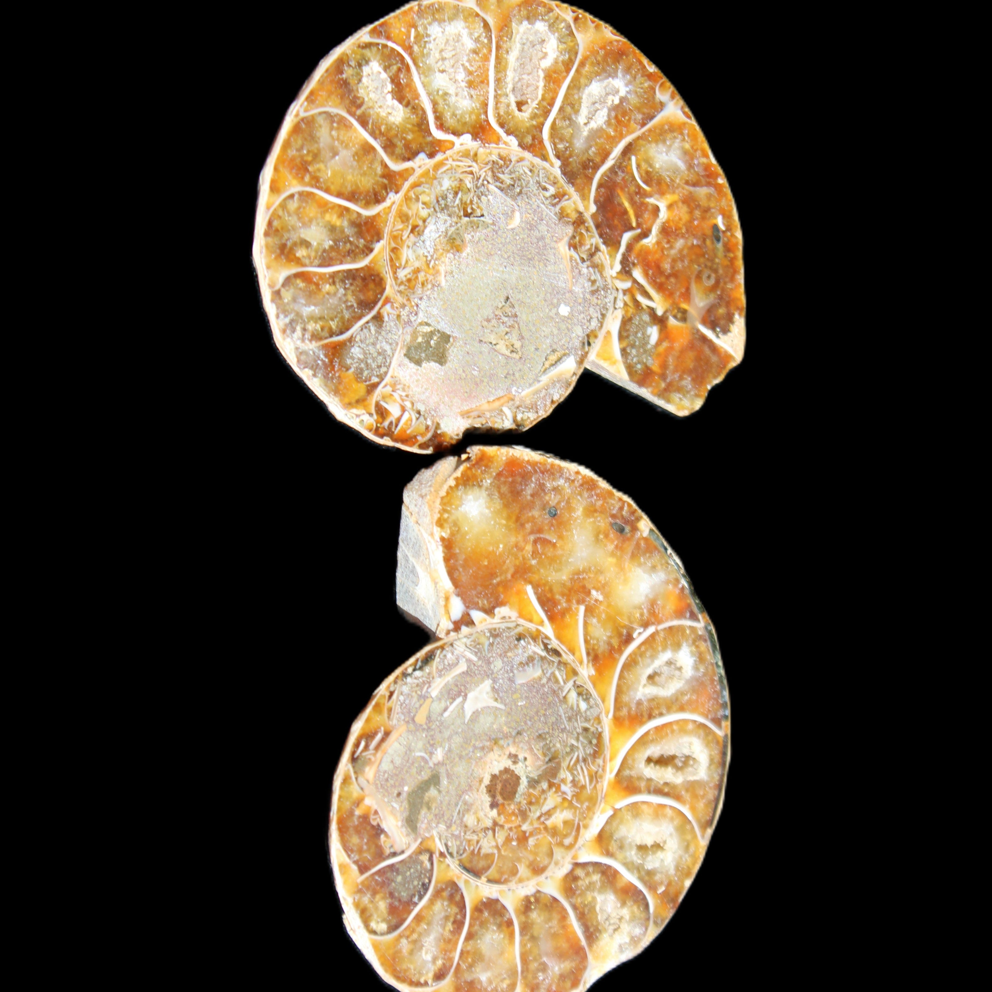 Jurassic Ammonite from Madagascar split pair 54*44*10mm 32/35g in sunlight - Rocks and Things Store