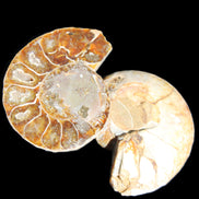 Jurassic Ammonite from Madagascar split pair 54*44*10mm 32/35g in sunlight - Rocks and Things Store