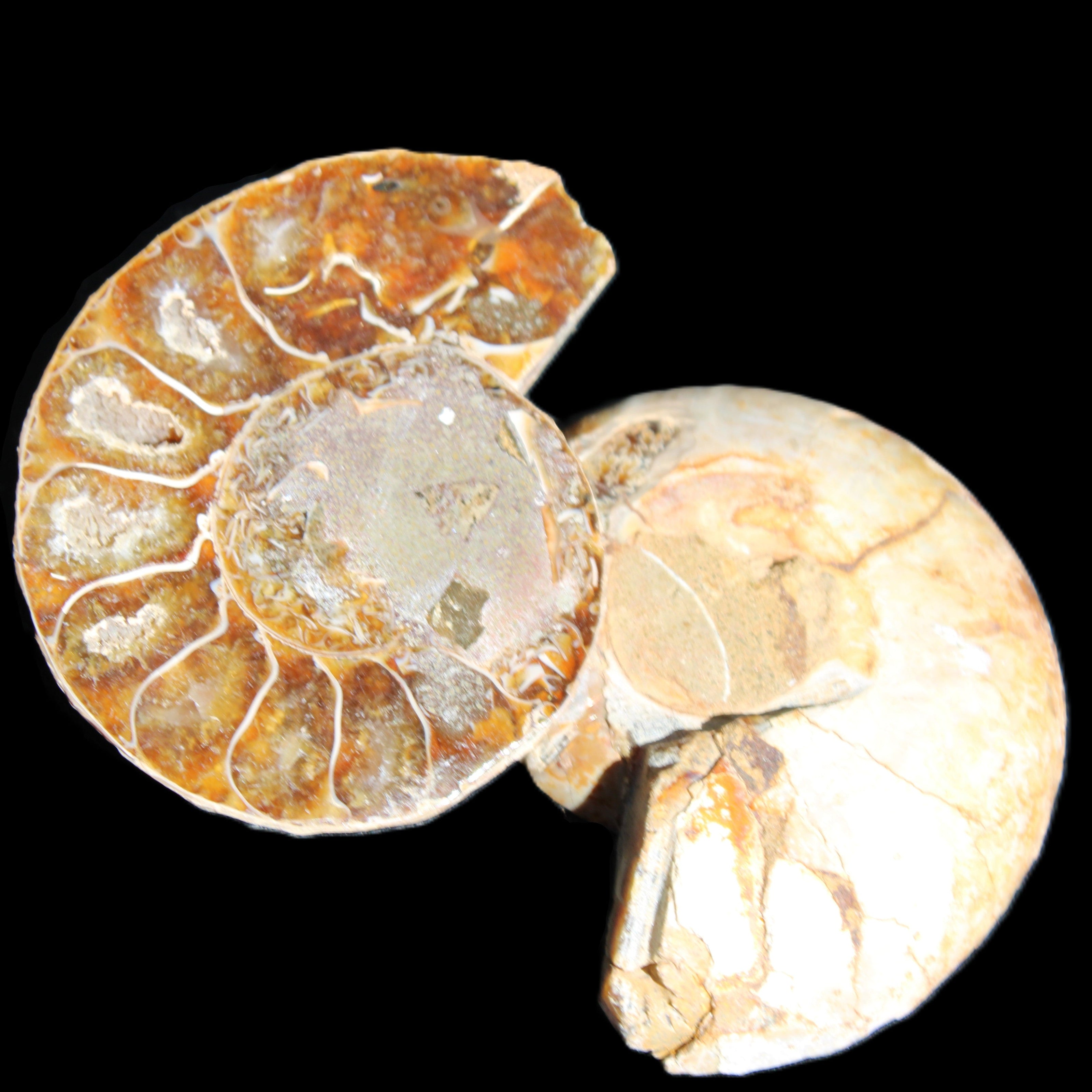 Jurassic Ammonite from Madagascar split pair 54*44*10mm 32/35g in sunlight - Rocks and Things Store