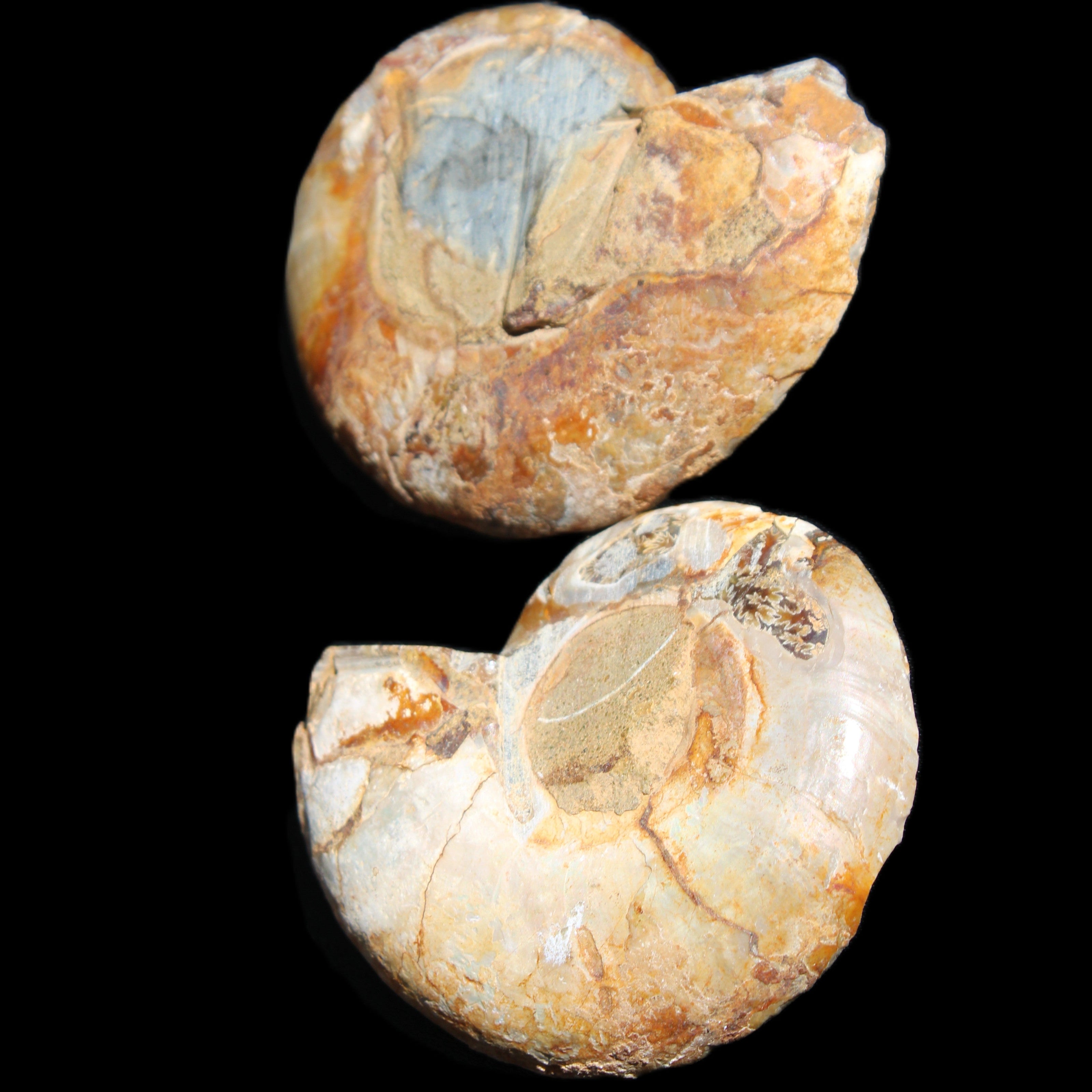 Jurassic Ammonite from Madagascar split pair 54*44*10mm 32/35g in sunlight - Rocks and Things Store