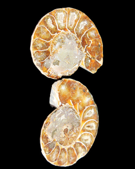 Jurassic Ammonite from Madagascar split pair 54*44*10mm 32/35g in sunlight - Rocks and Things Store