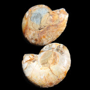 Jurassic Ammonite from Madagascar split pair 54*44*10mm 32/35g in sunlight - Rocks and Things Store