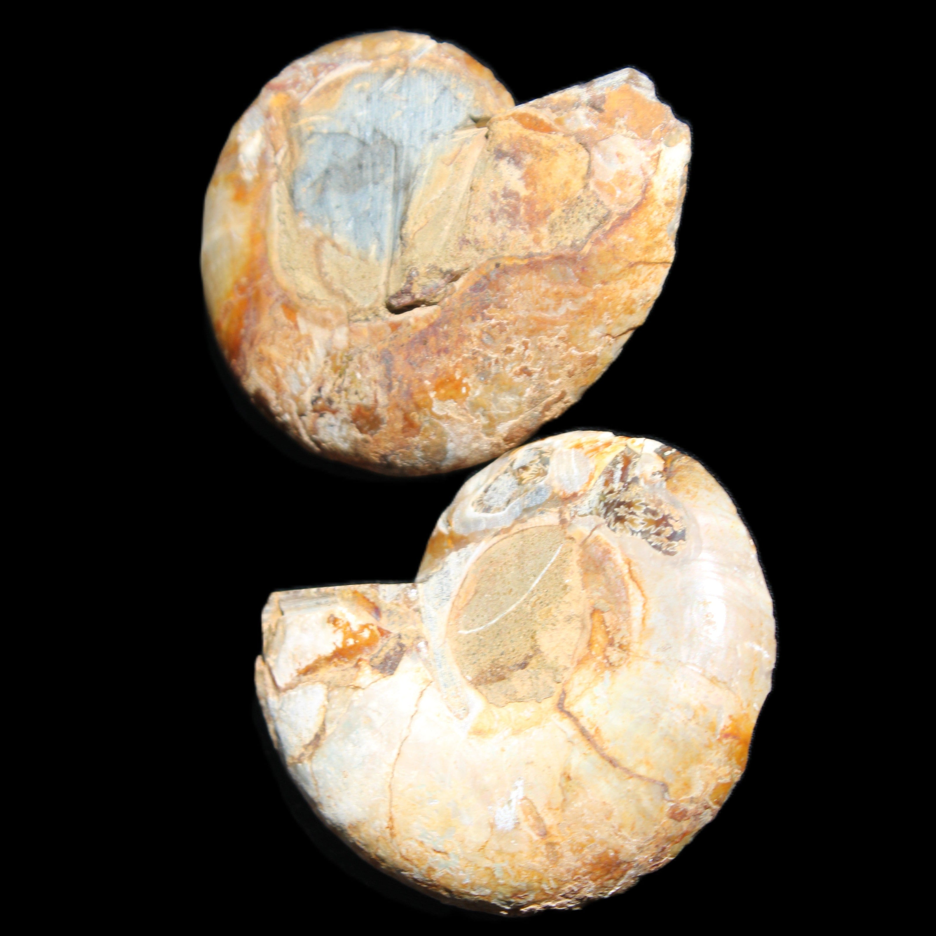 Jurassic Ammonite from Madagascar split pair 54*44*10mm 32/35g in sunlight - Rocks and Things Store