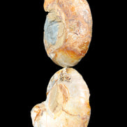Jurassic Ammonite from Madagascar split pair 54*44*10mm 32/35g in sunlight - Rocks and Things Store