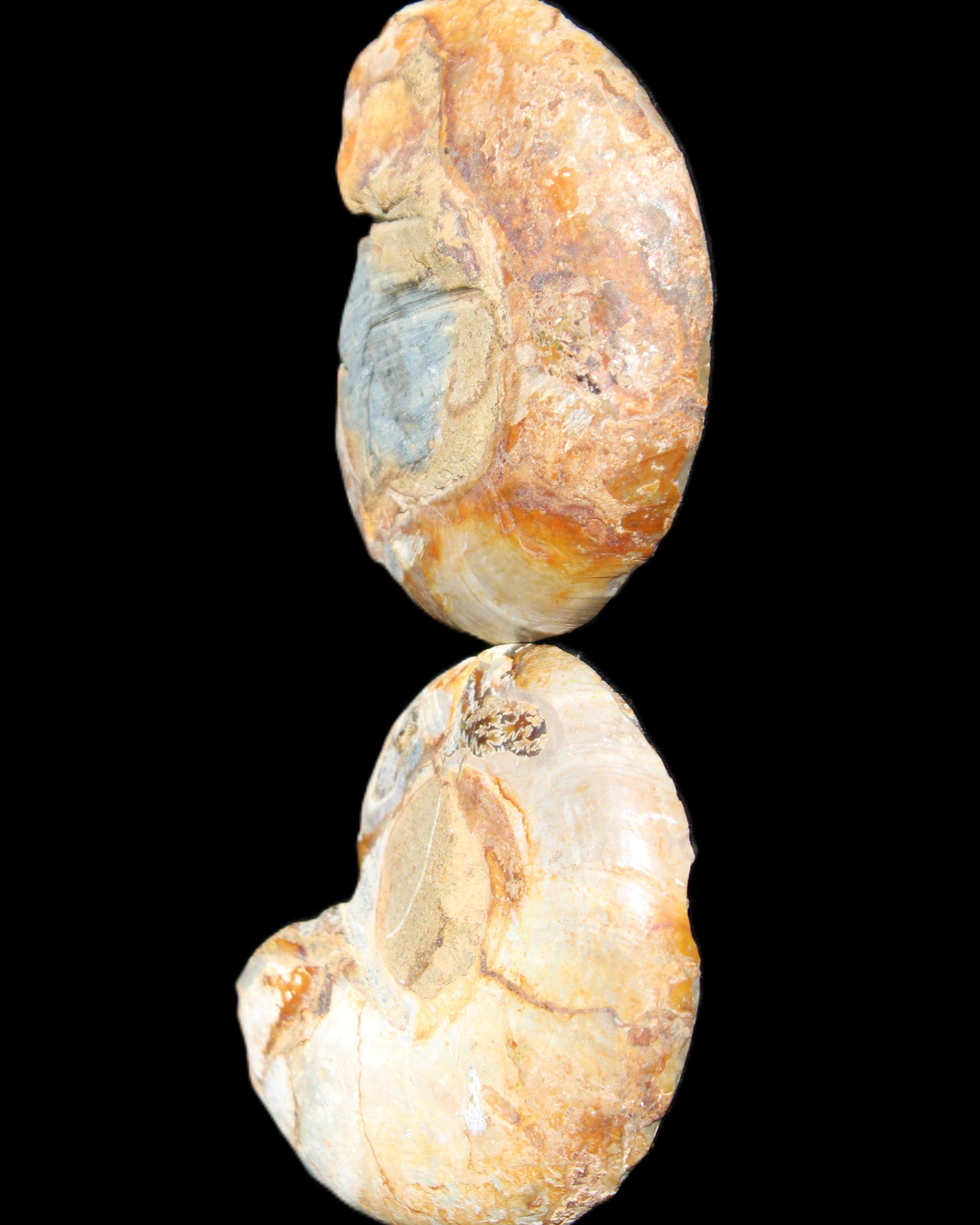 Jurassic Ammonite from Madagascar split pair 54*44*10mm 32/35g in sunlight - Rocks and Things Store