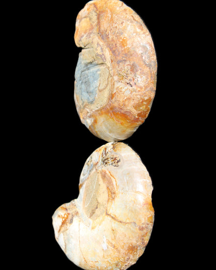 Jurassic Ammonite from Madagascar split pair 54*44*10mm 32/35g in sunlight - Rocks and Things Store