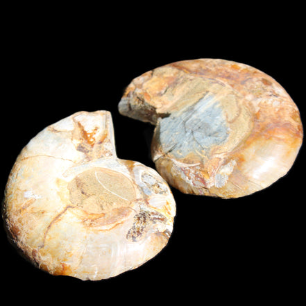 Jurassic Ammonite from Madagascar split pair 54*44*10mm 32/35g in sunlight - Rocks and Things Store