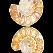 Jurassic Ammonite from Madagascar split pair 54*44*10mm 32/35g in sunlight - Rocks and Things Store