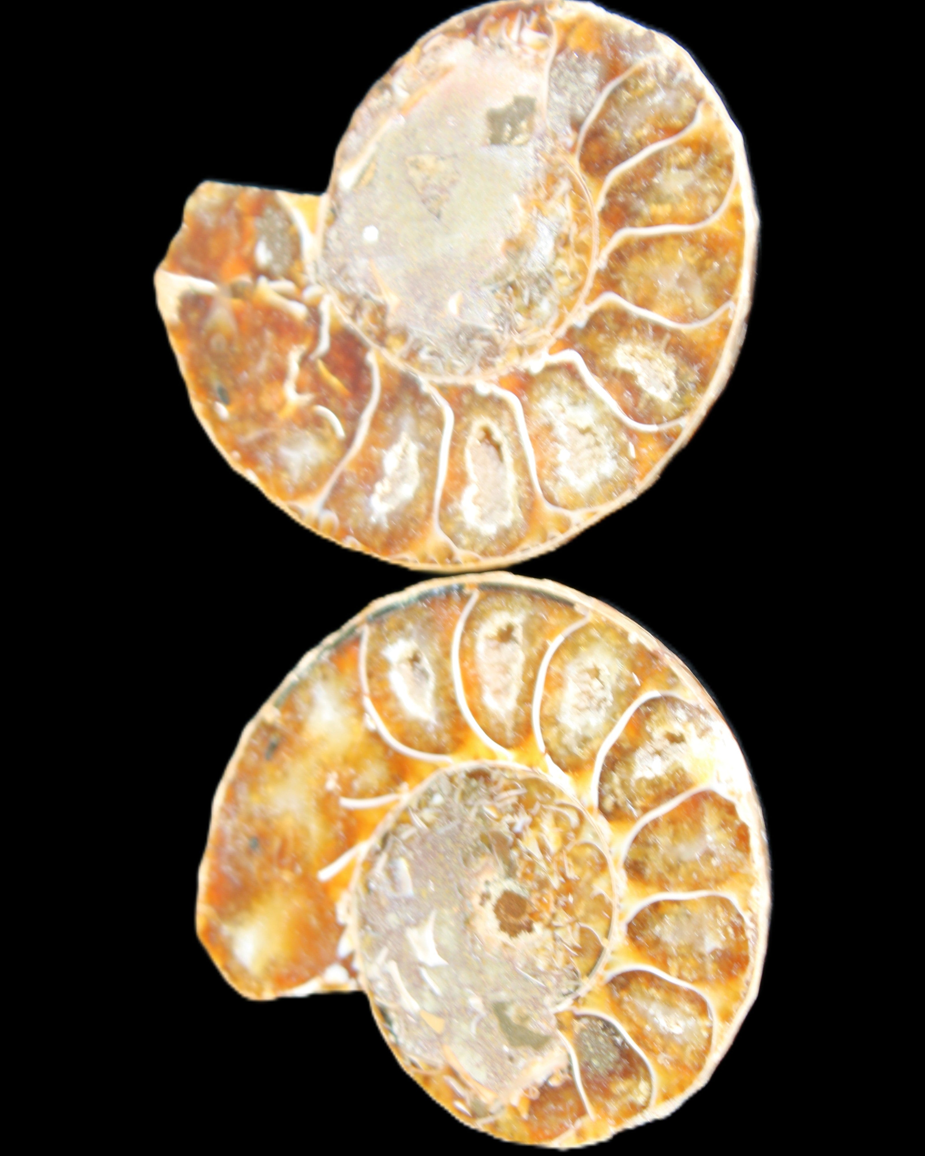 Jurassic Ammonite from Madagascar split pair 54*44*10mm 32/35g in sunlight - Rocks and Things Store