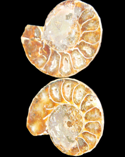 Jurassic Ammonite from Madagascar split pair 54*44*10mm 32/35g in sunlight - Rocks and Things Store