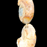 Jurassic Ammonite from Madagascar split pair 54*44*10mm 32/35g in sunlight - Rocks and Things Store