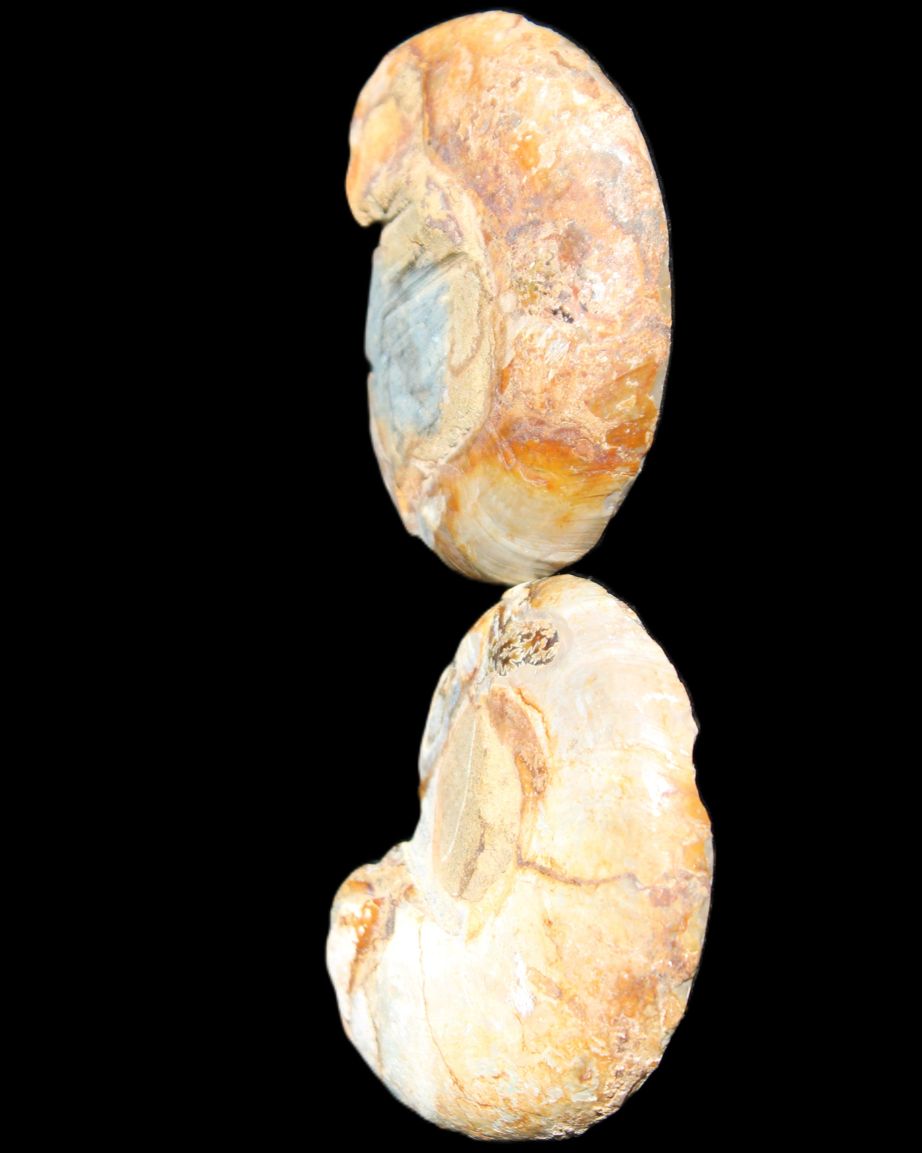 Jurassic Ammonite from Madagascar split pair 54*44*10mm 32/35g in sunlight - Rocks and Things Store