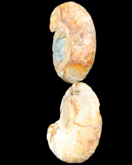 Jurassic Ammonite from Madagascar split pair 54*44*10mm 32/35g in sunlight - Rocks and Things Store