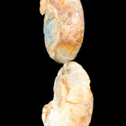 Jurassic Ammonite from Madagascar split pair 54*44*10mm 32/35g in sunlight - Rocks and Things Store