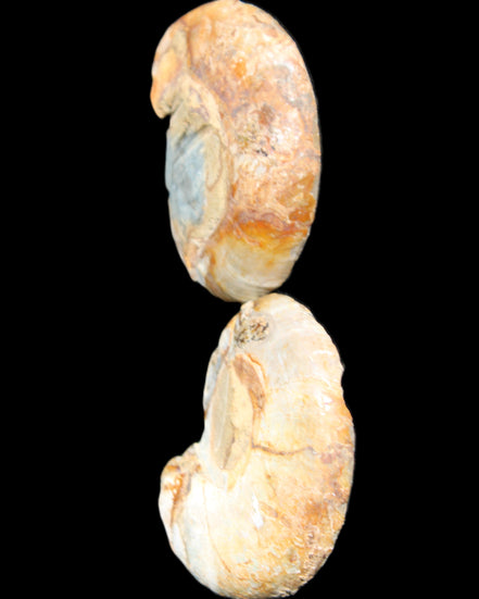 Jurassic Ammonite from Madagascar split pair 54*44*10mm 32/35g in sunlight - Rocks and Things Store