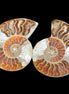 Jurassic Ammonite from Madagascar split pair 44*36*5mm 27/29g in sunlight - Rocks and Things Store