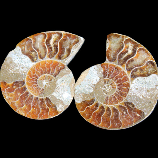 Jurassic Ammonite from Madagascar split pair 44*36*5mm 27/29g in sunlight - Rocks and Things Store