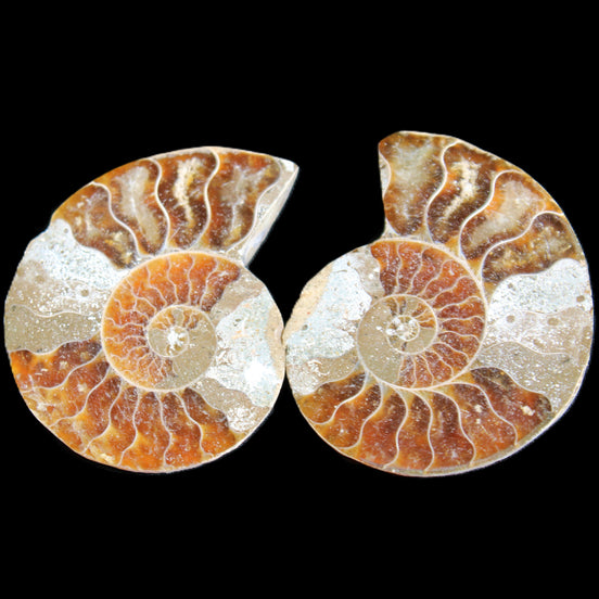 Jurassic Ammonite from Madagascar split pair 44*36*5mm 27/29g in sunlight - Rocks and Things Store