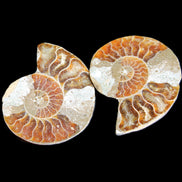 Jurassic Ammonite from Madagascar split pair 44*36*5mm 27/29g in sunlight - Rocks and Things Store